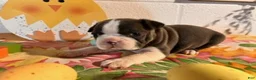 Boston Terrier dogs for sale: Bluey - Ad 4