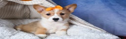 Welsh Corgi Pembroke dogs for sale: Milly - Ad 12