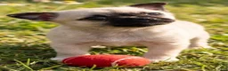 Mixed Breed dogs for sale: Mixed Breed 1 - Ad 5