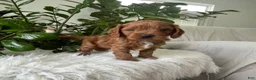 Cavapoo dogs for sale: Jocelyn - Ad 4