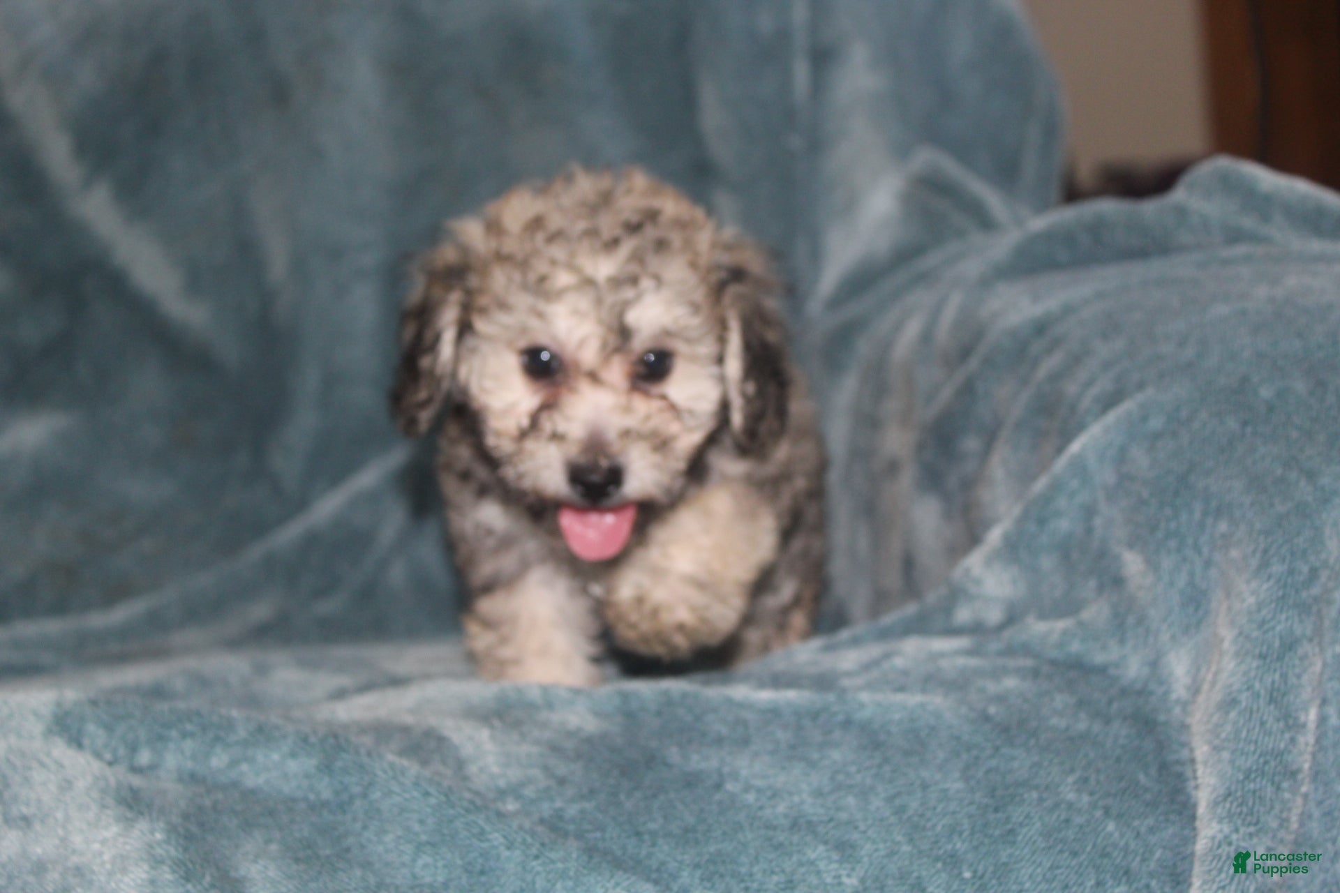 Miniature Poodle dogs Smokey - Ad 1