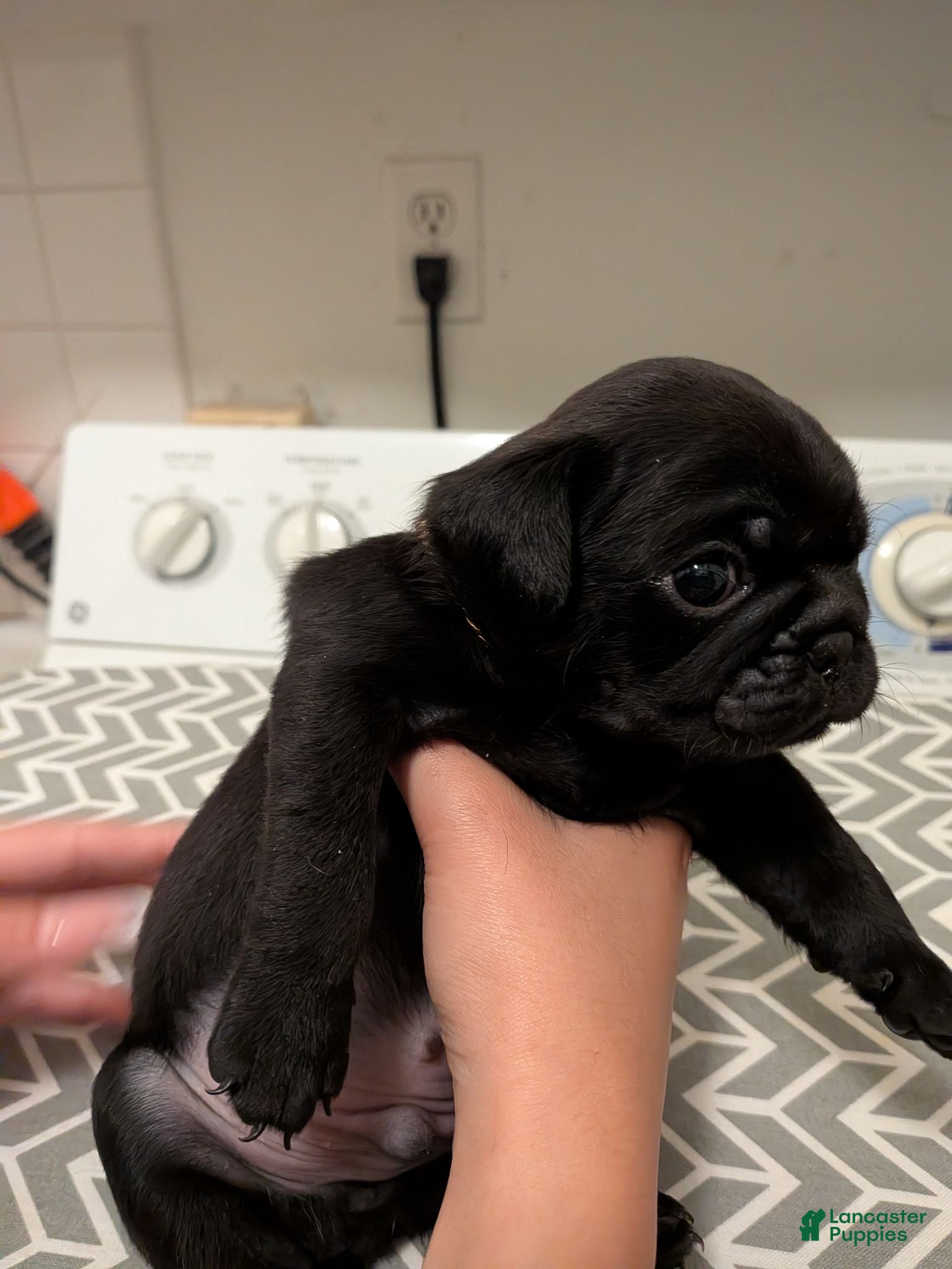 Pug dogs Pug 1 - Ad 14