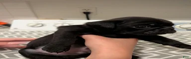 Pug 1
