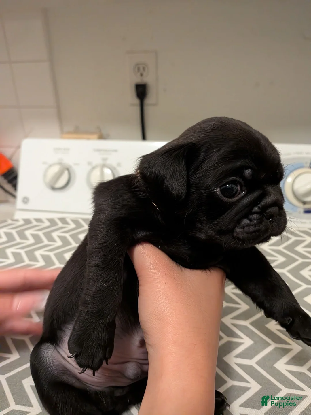 Pug dogs for sale: Pug 1 - Ad 1