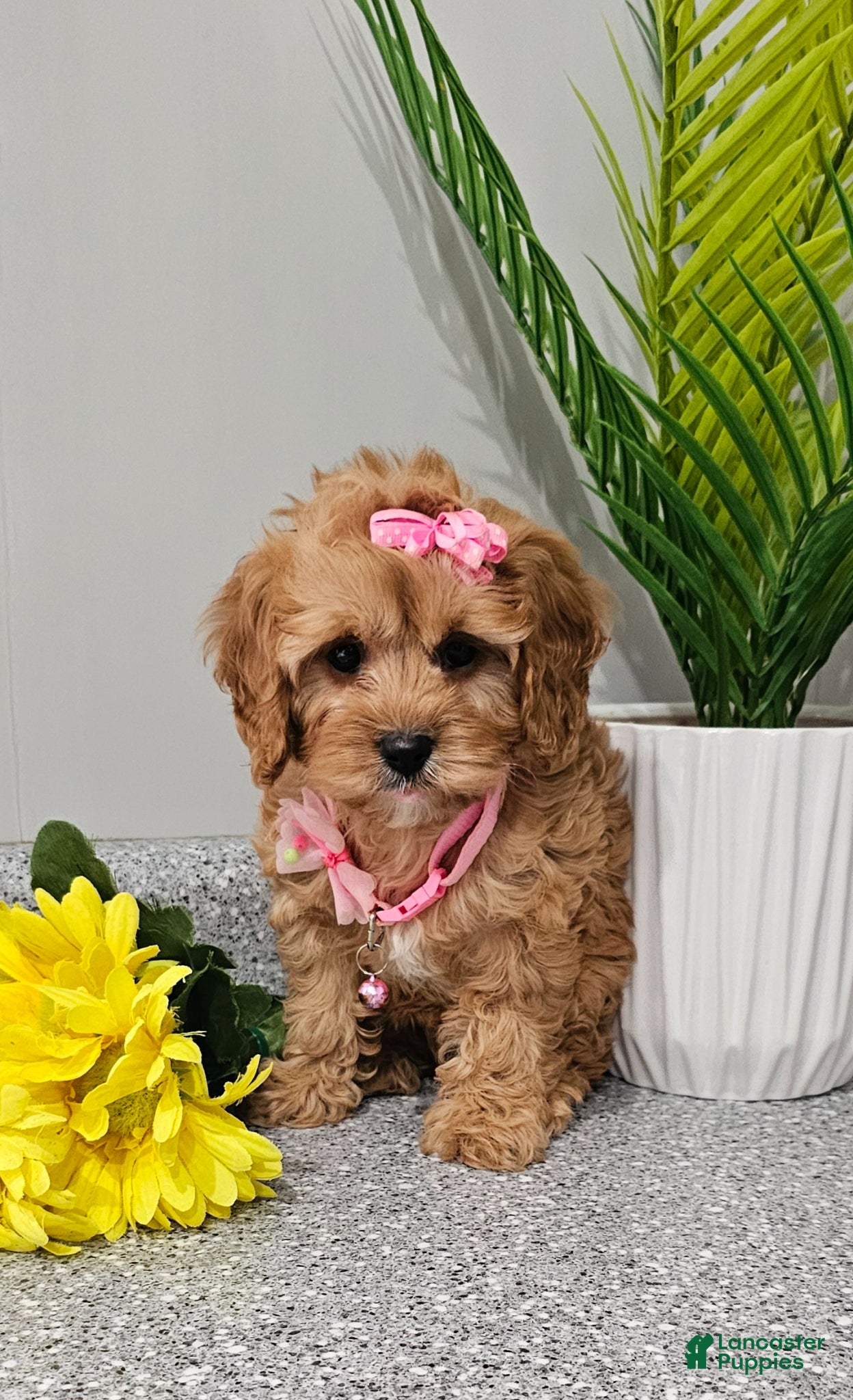 Cavapoo dogs Dottie  - Ad 1