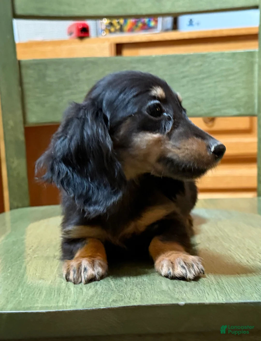Miniature Dachshund dogs for sale: AKC Russian pra clear - Ad 5