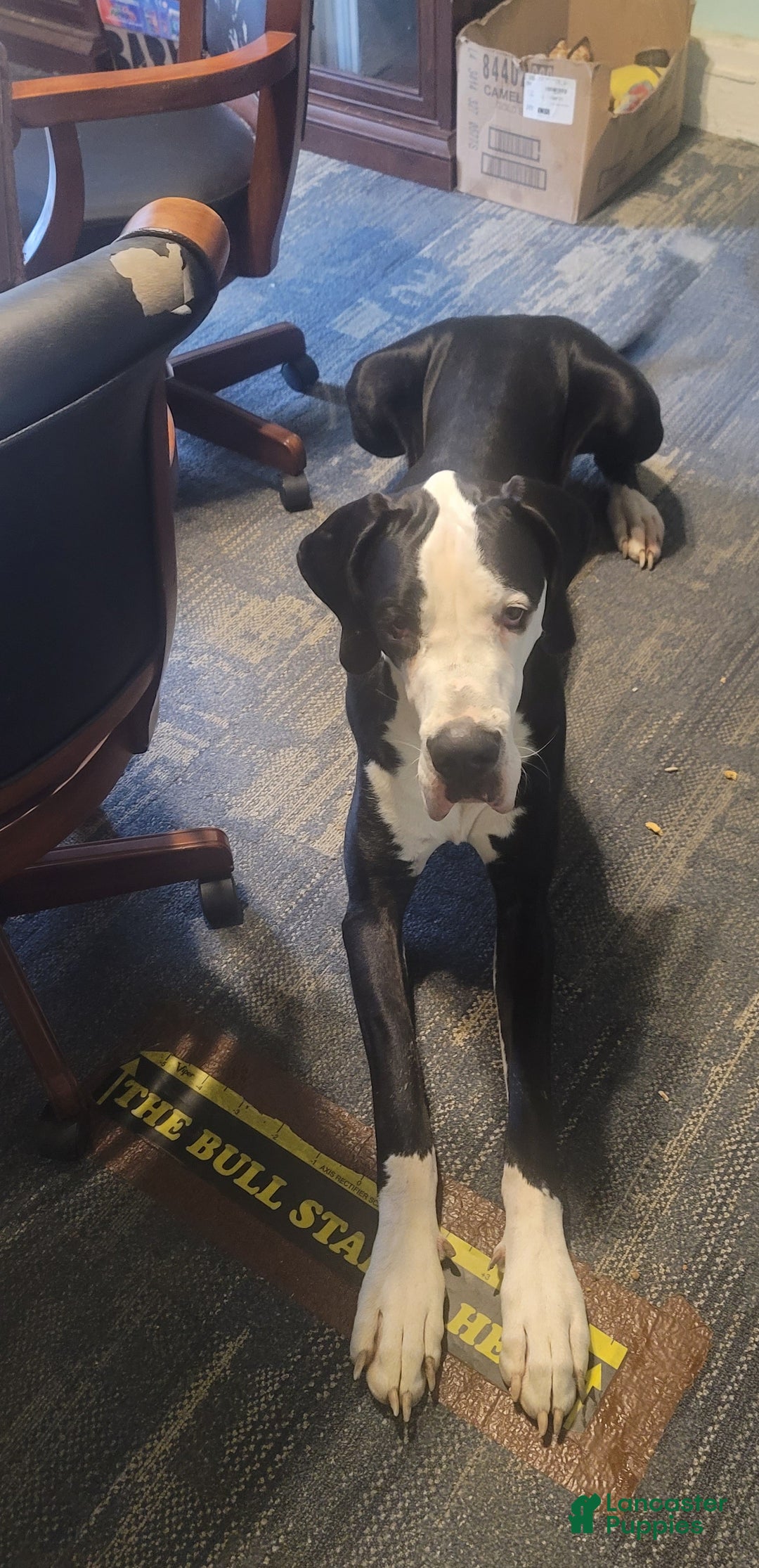 Great Dane dogs for stud: Sneary's danes - Ad 3