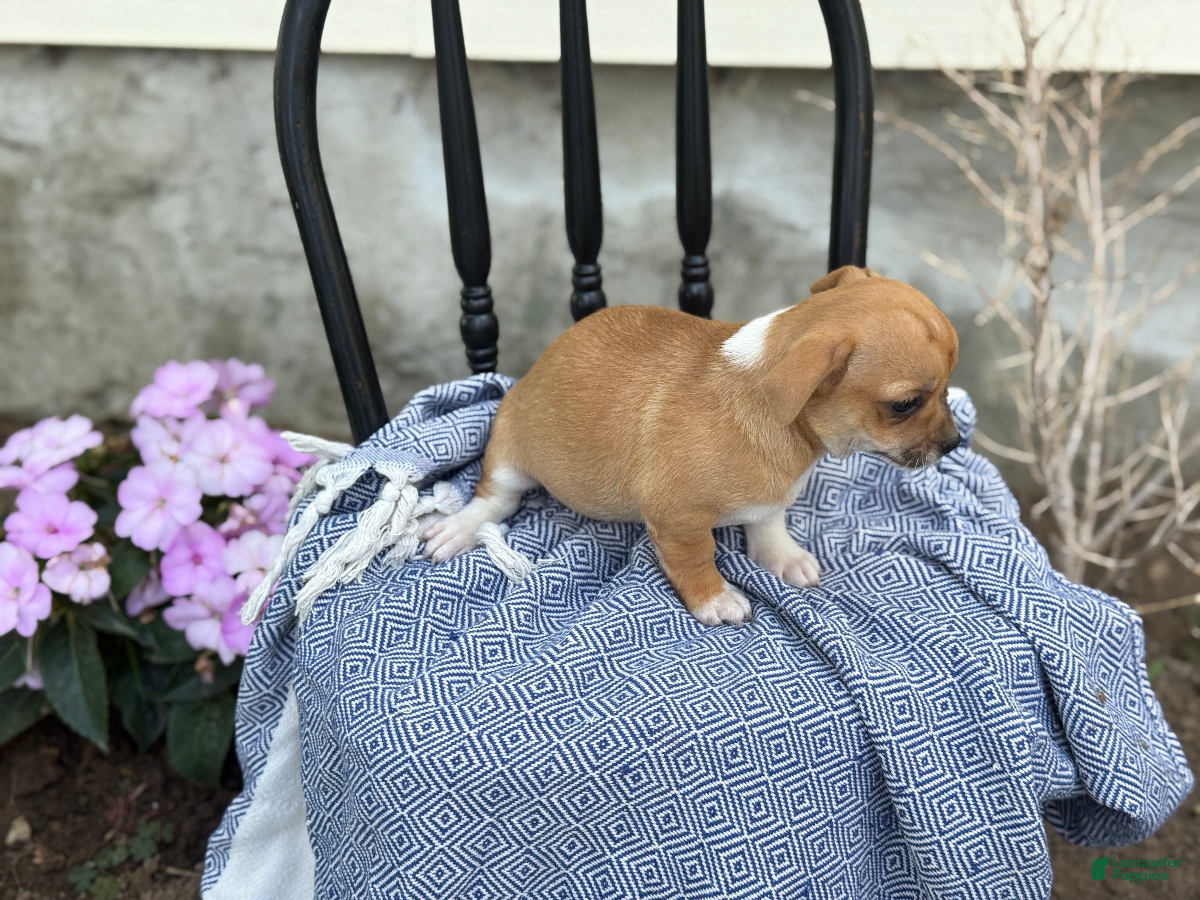 Chihuahua dogs Peter - Ad 2