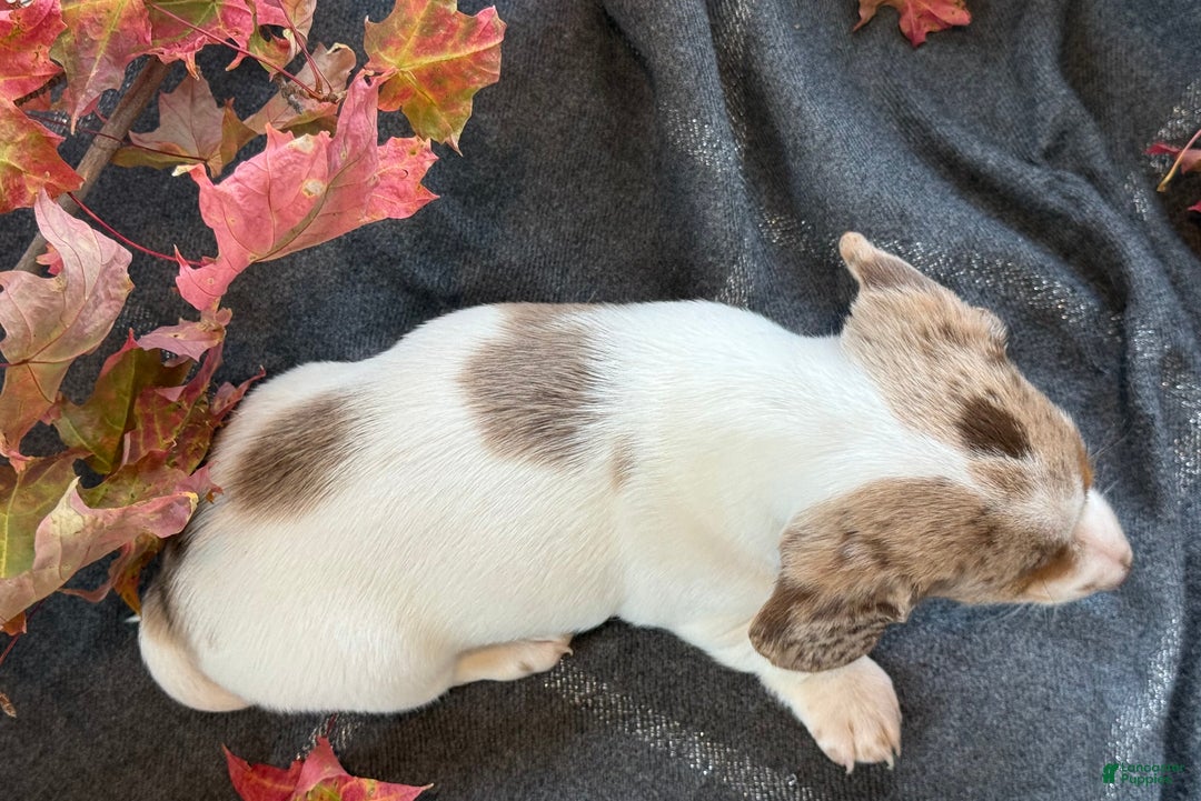 Miniature Dachshund dogs for sale: Freckles  - Ad 10