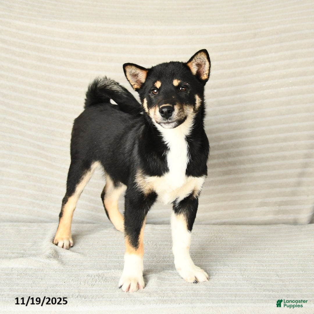 Shiba Inu dogs for sale: Victor - Ad 2