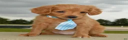 Mini Goldendoodle dogs for sale: Mini Gordon - Ad 7