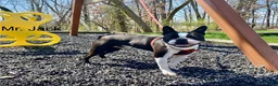 Mixed Breed dogs for sale: Mr Milo - Ad 9