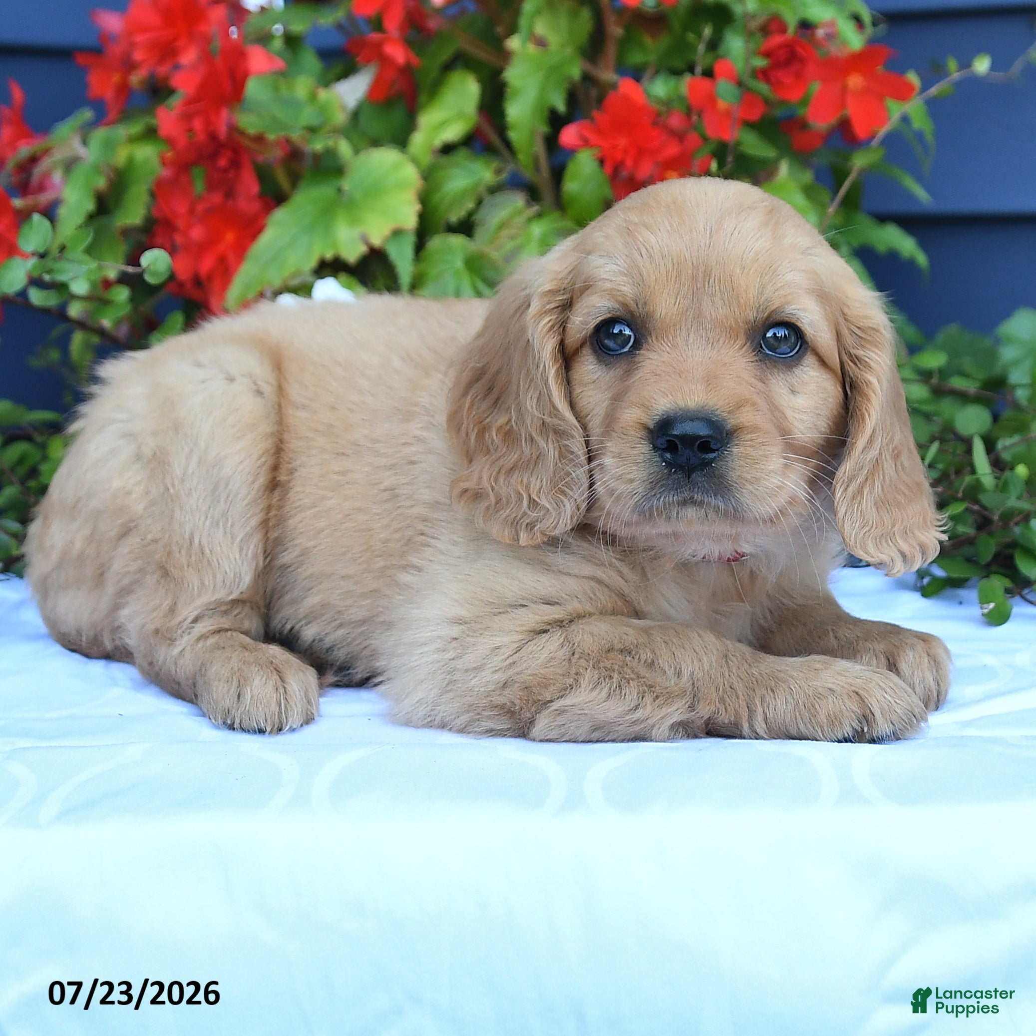 Miniature Golden Retriever dogs Sunshine - Ad 2