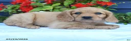 Miniature Golden Retriever dogs for sale: Sunshine - Ad 2