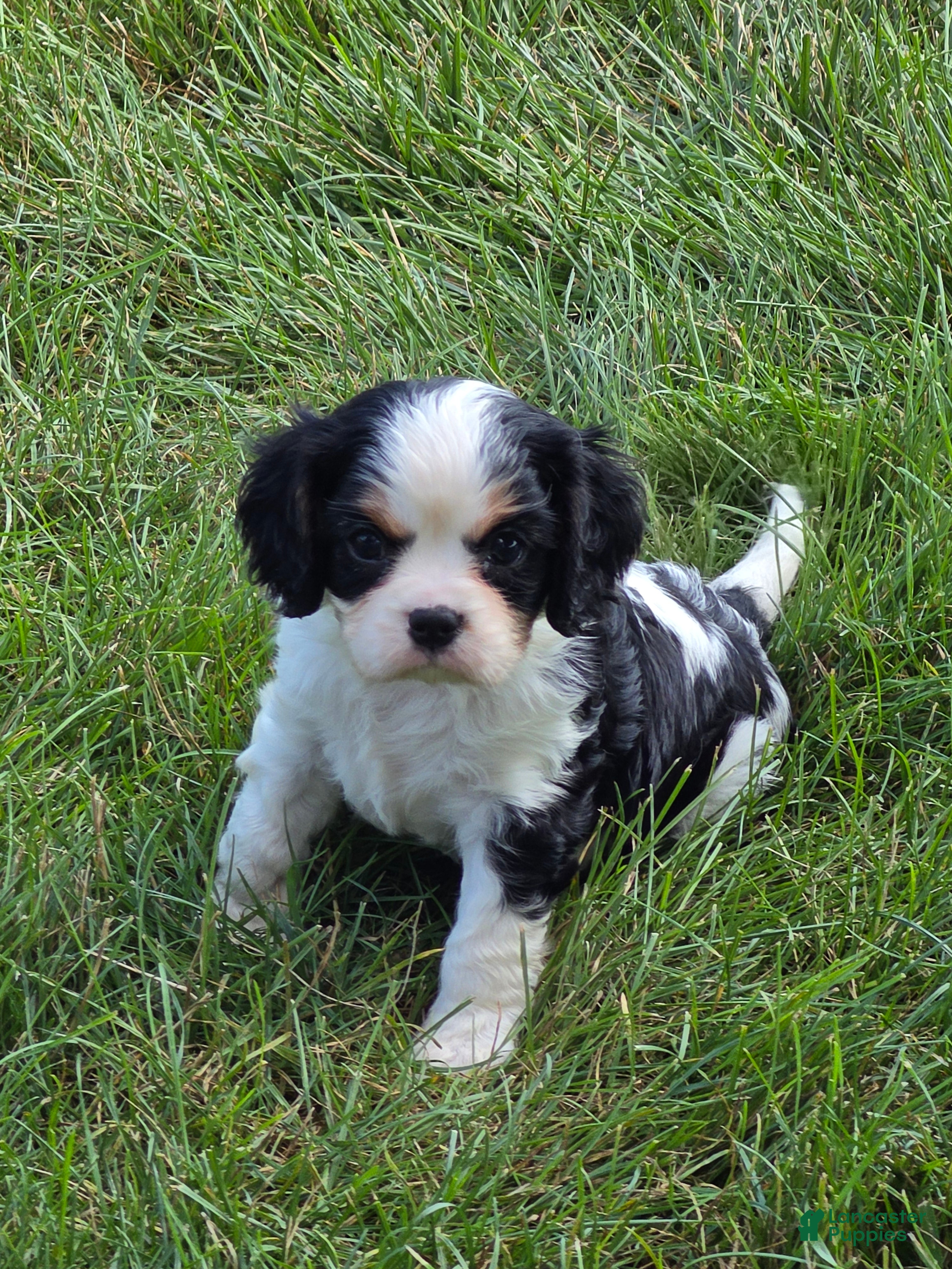 Cavalier King Charles Spaniel dogs Cavalier King Charles Spaniel 1 - Ad 2
