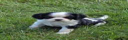 Cavalier King Charles Spaniel dogs for sale: Cavalier King Charles Spaniel 1 - Ad 2