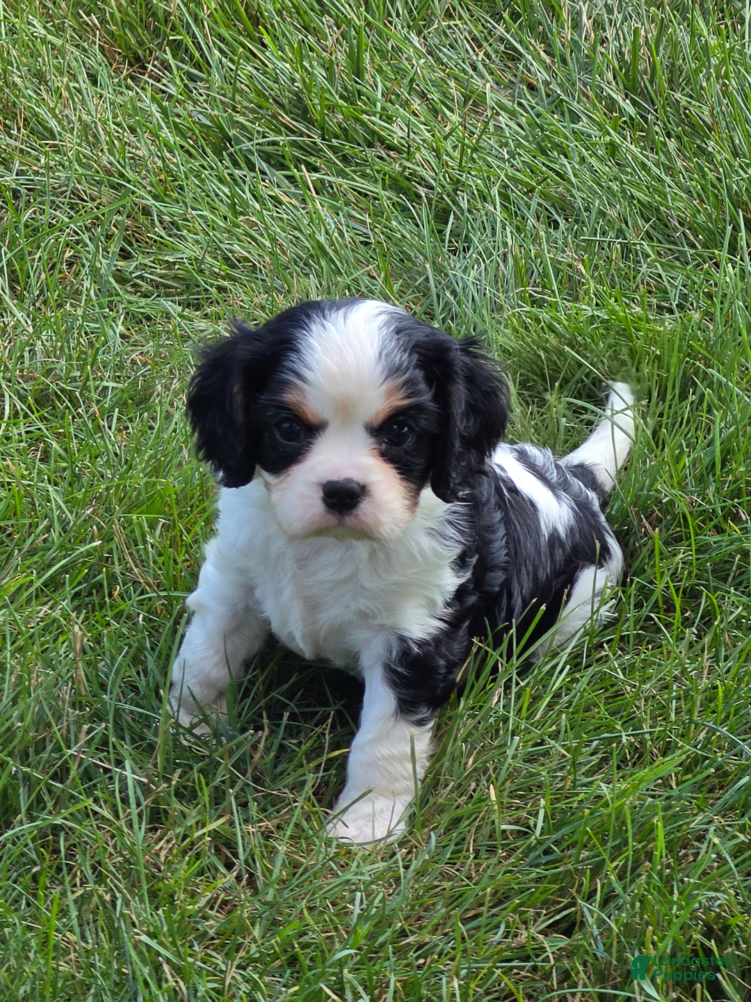 Cavalier King Charles Spaniel dogs for sale: Cavalier King Charles Spaniel 1 - Ad 2