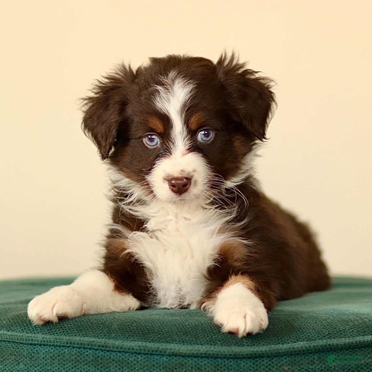 Miniature Australian Shepherd dogs for sale: Ike - Ad 1