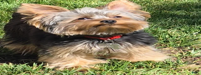 Odie