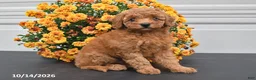 Bichpoo dogs for sale: Lola - Ad 4