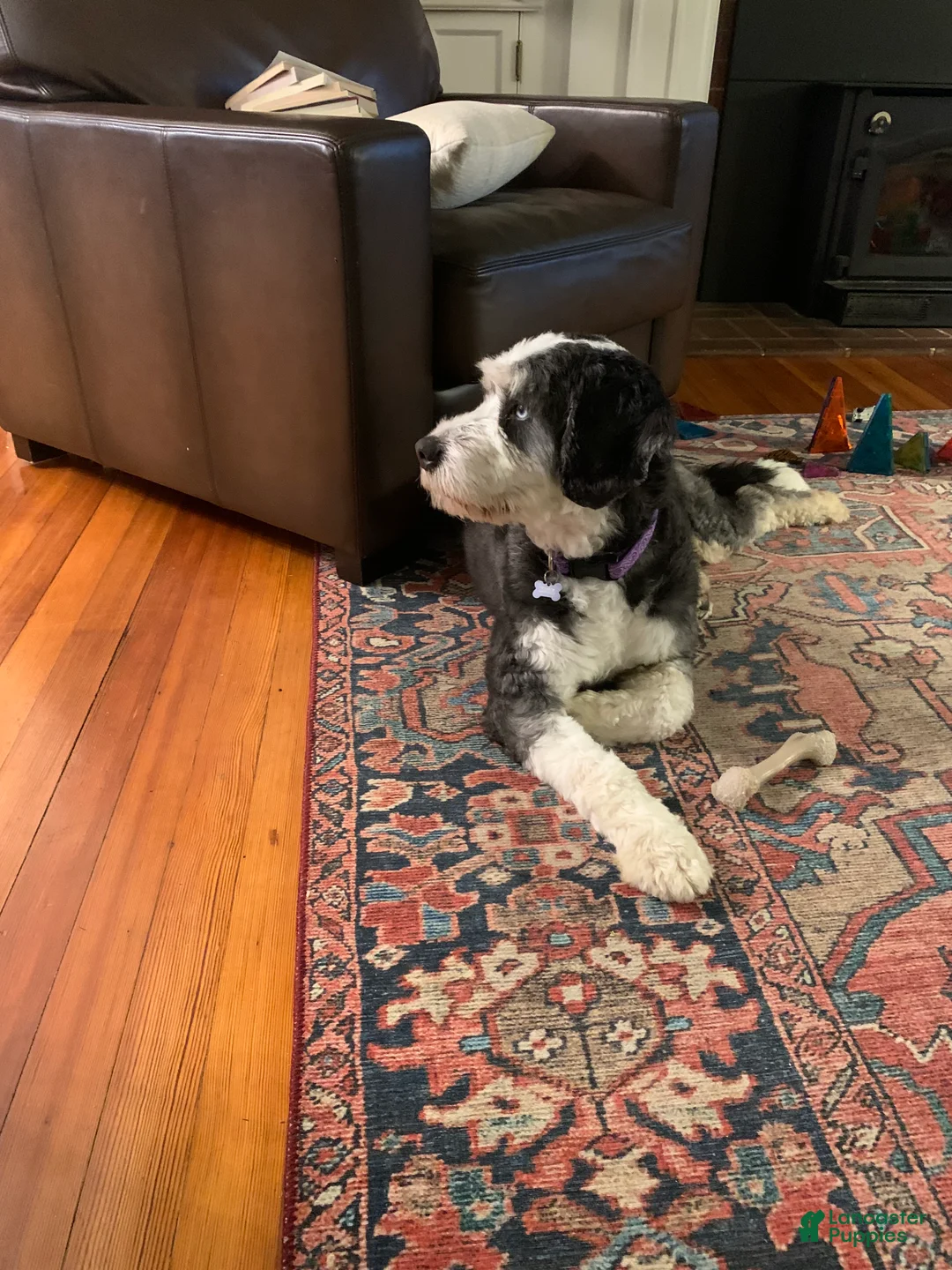 Mini Bernedoodle dogs for sale: Maggie - Ad 4