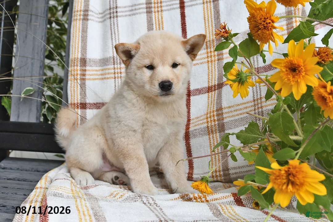 Shiba Inu dogs for sale: Duke - Ad 1