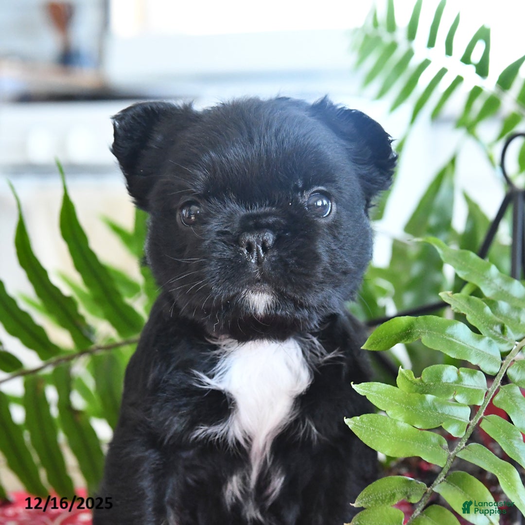 French Bulldog dogs for sale: Shadow - Ad 3