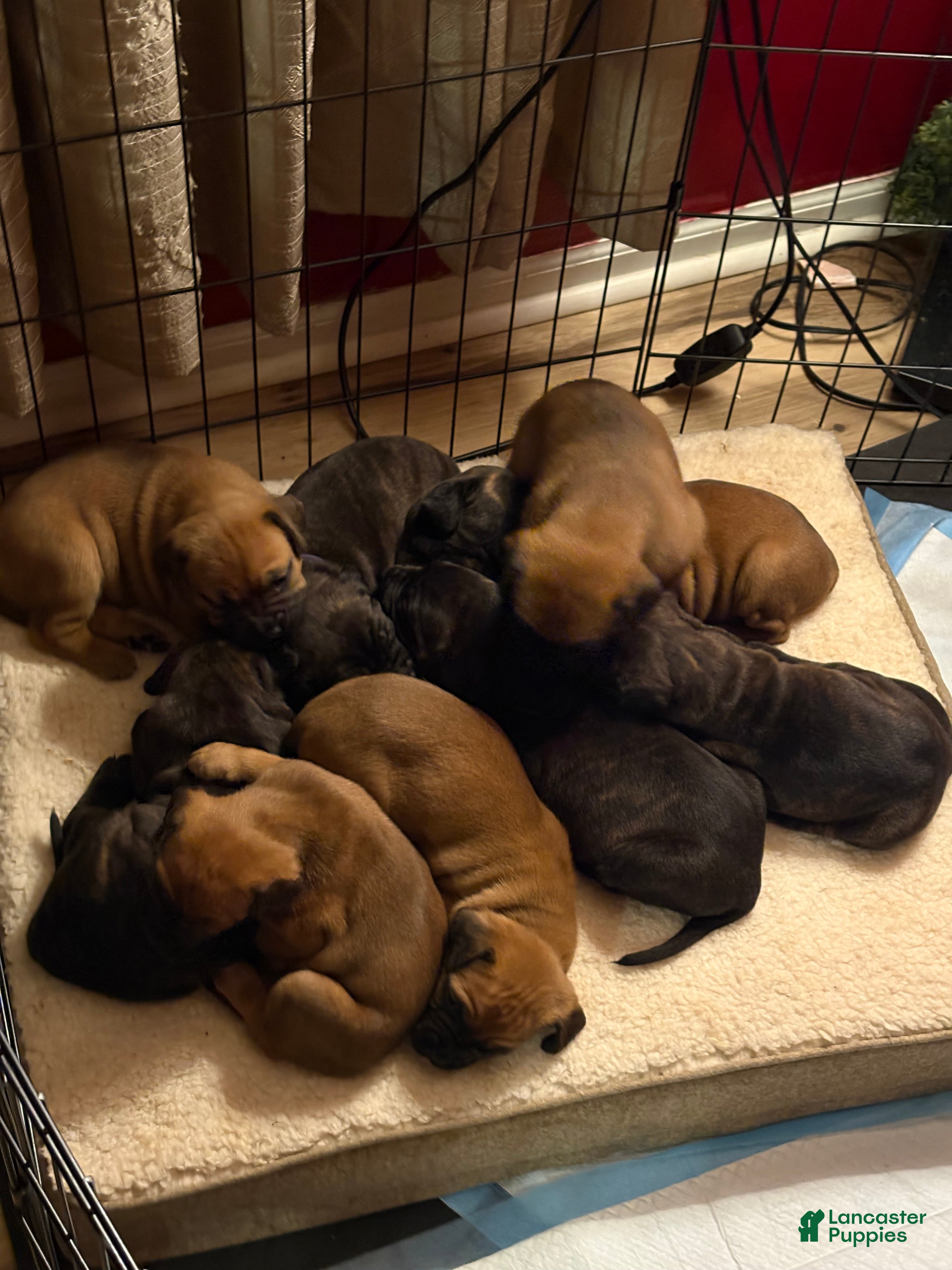 Mixed Breed dogs Mixed Breed 1 - Ad 26