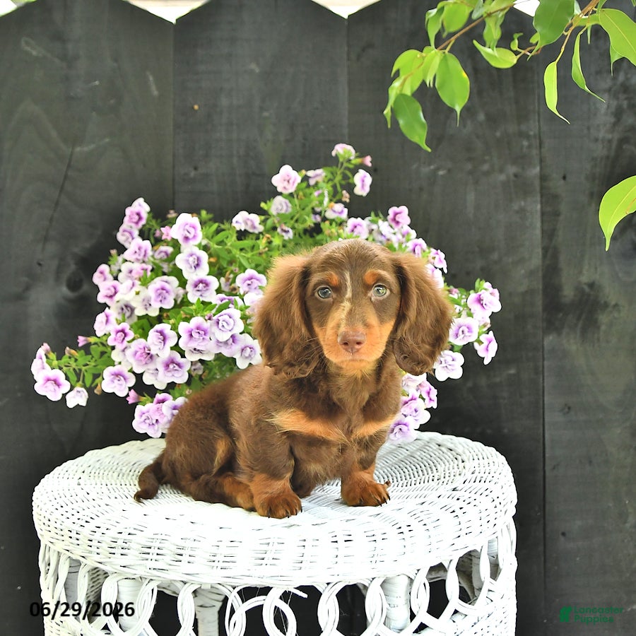Dachshund dogs Duke - Ad 2