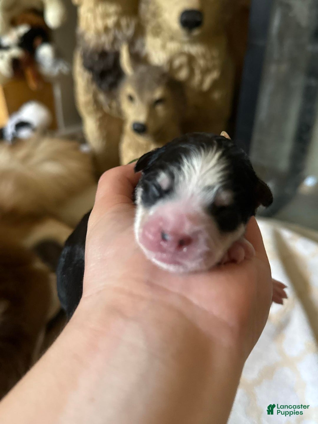 Pomsky dogs for sale: Zephyr - Ad 11