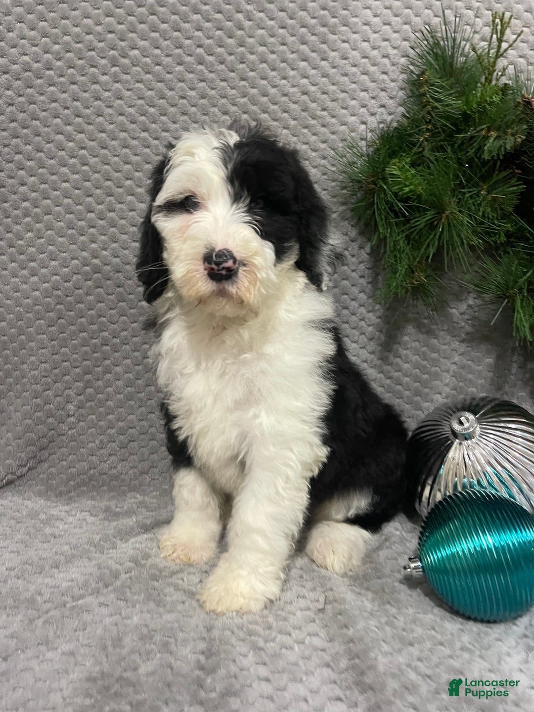 Sheepadoodle dogs for sale: Kinsley - Ad 3