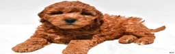 Mini Goldendoodle dogs for sale: Hudson - Ad 6