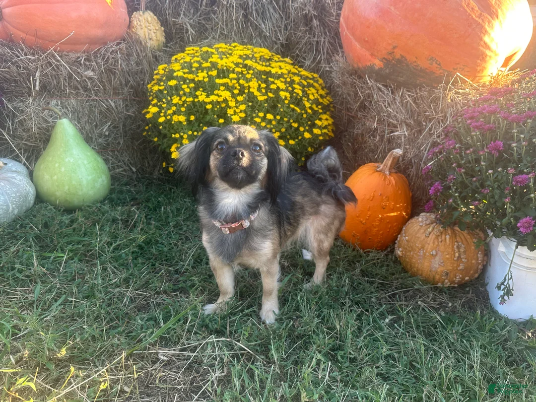 Mixed Breed dogs for sale: Snow White - Ad 8