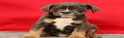 Beabull dogs for sale: Chad - Ad 7