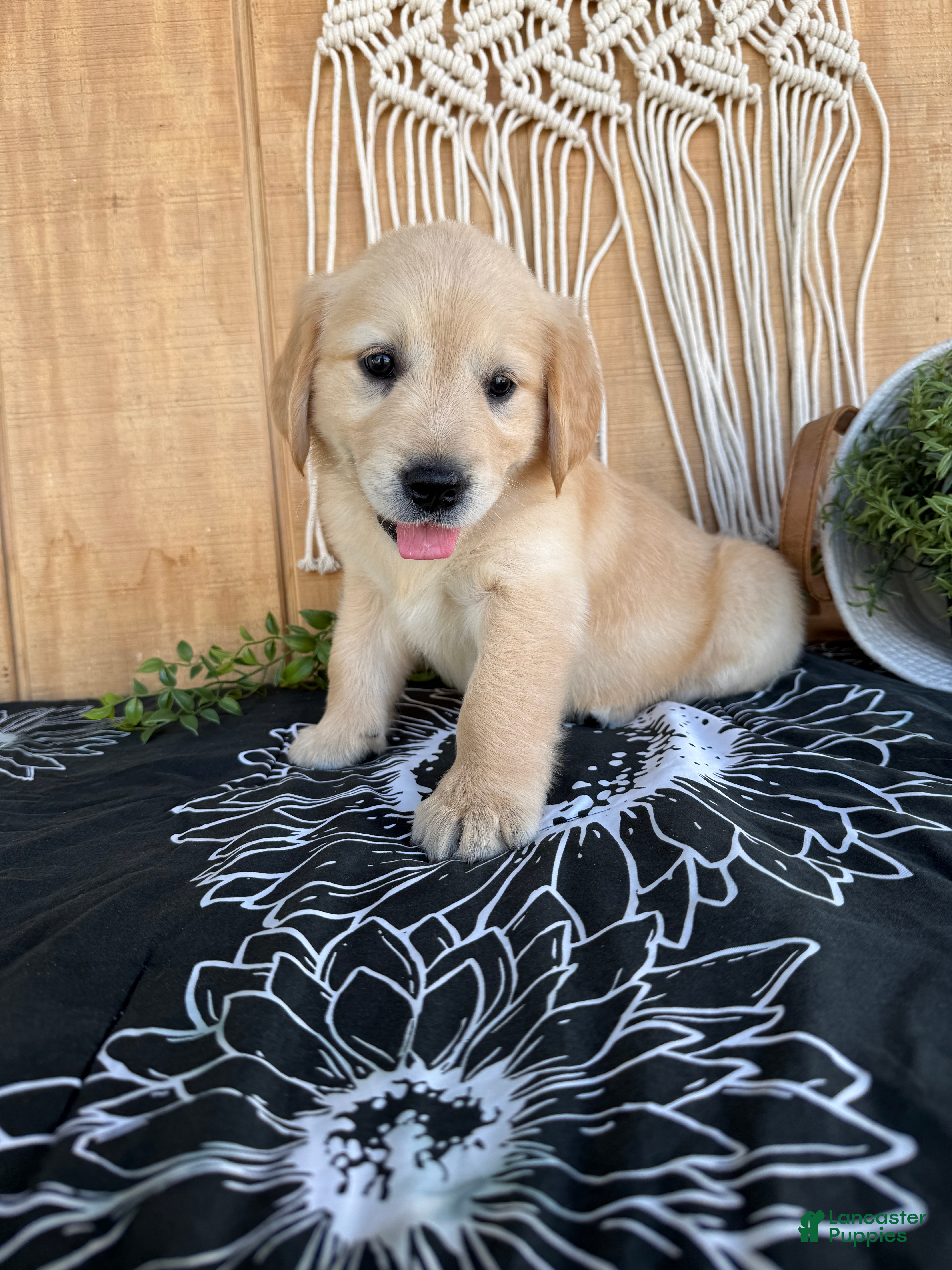 Golden Retriever dogs Grace - Ad 2