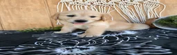 Golden Retriever dogs for sale: Grace - Ad 9