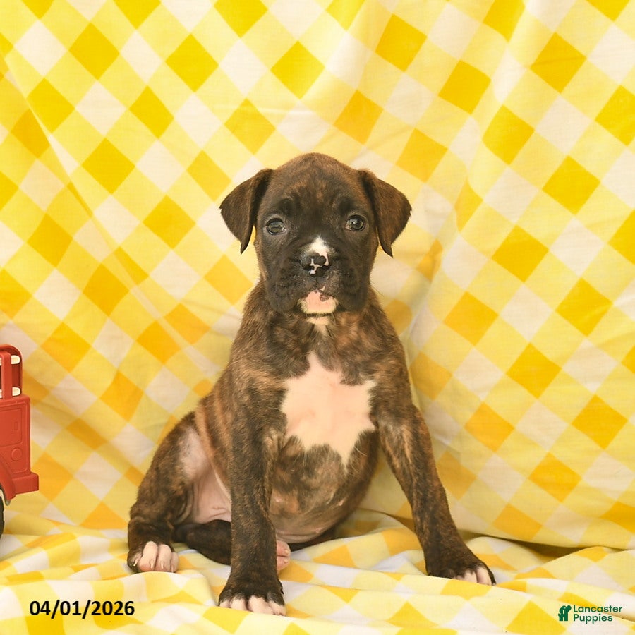 Boxer dogs Joyce  - Ad 1