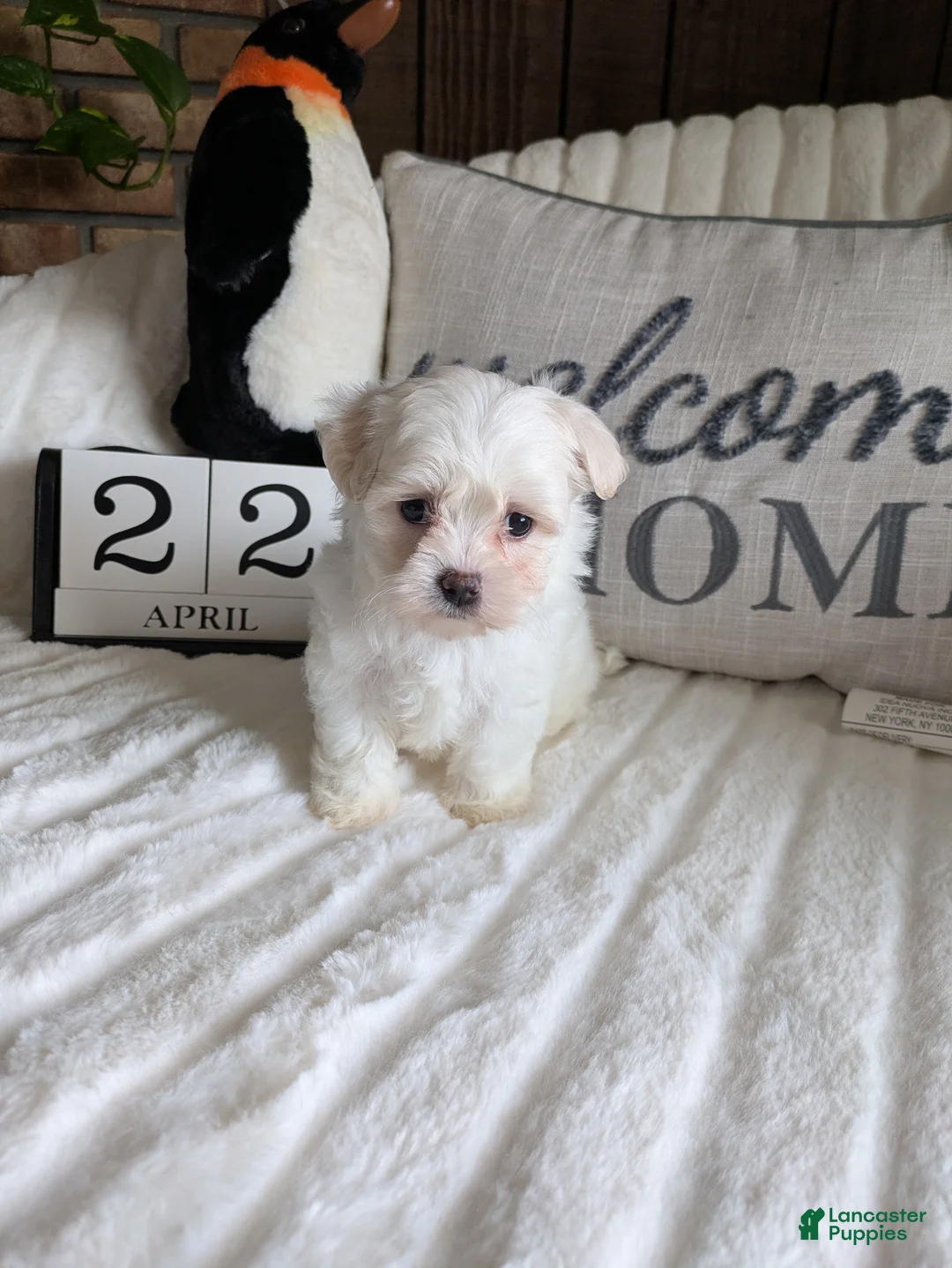 Maltese dogs for sale: Virginia  - Ad 2