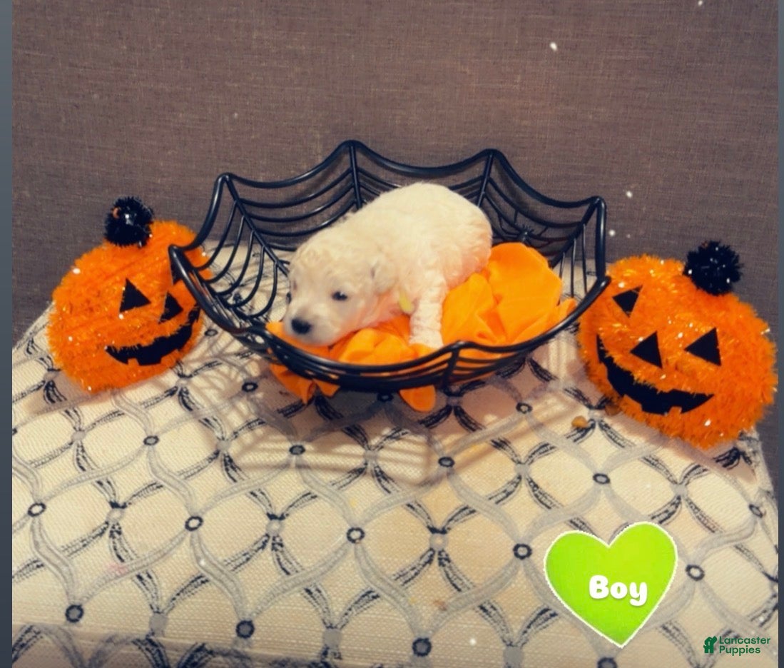 Goldendoodle dogs for sale: Goldendoodle 1 - Ad 3