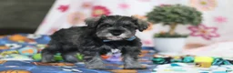 Miniature Schnauzer dogs for sale: Rio - Ad 5