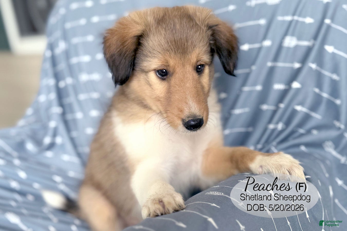 Shetland Sheepdog dogs Peaches - Ad 2
