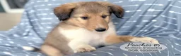 Shetland Sheepdog dogs for sale: Peaches - Ad 2