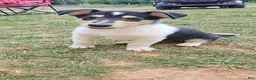 Collie dogs for sale: Una - Ad 7