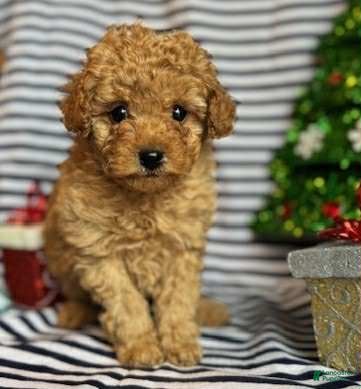 Toy Poodle dogs Cash - Ad 31