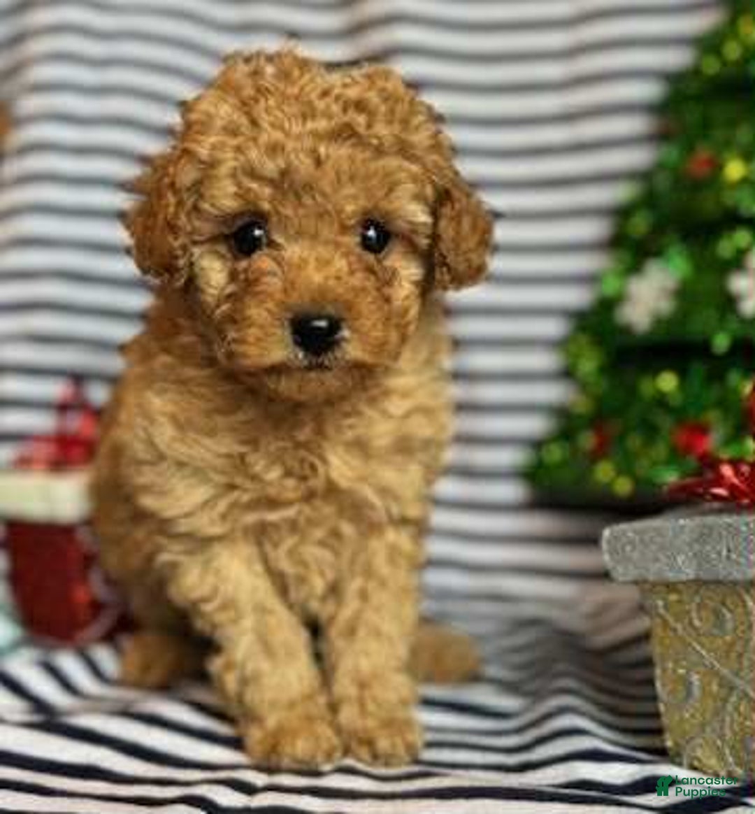 Toy Poodle dogs for sale: Cash - Ad 1