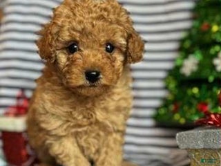 Toy Poodle dogs Cash - Ad 31