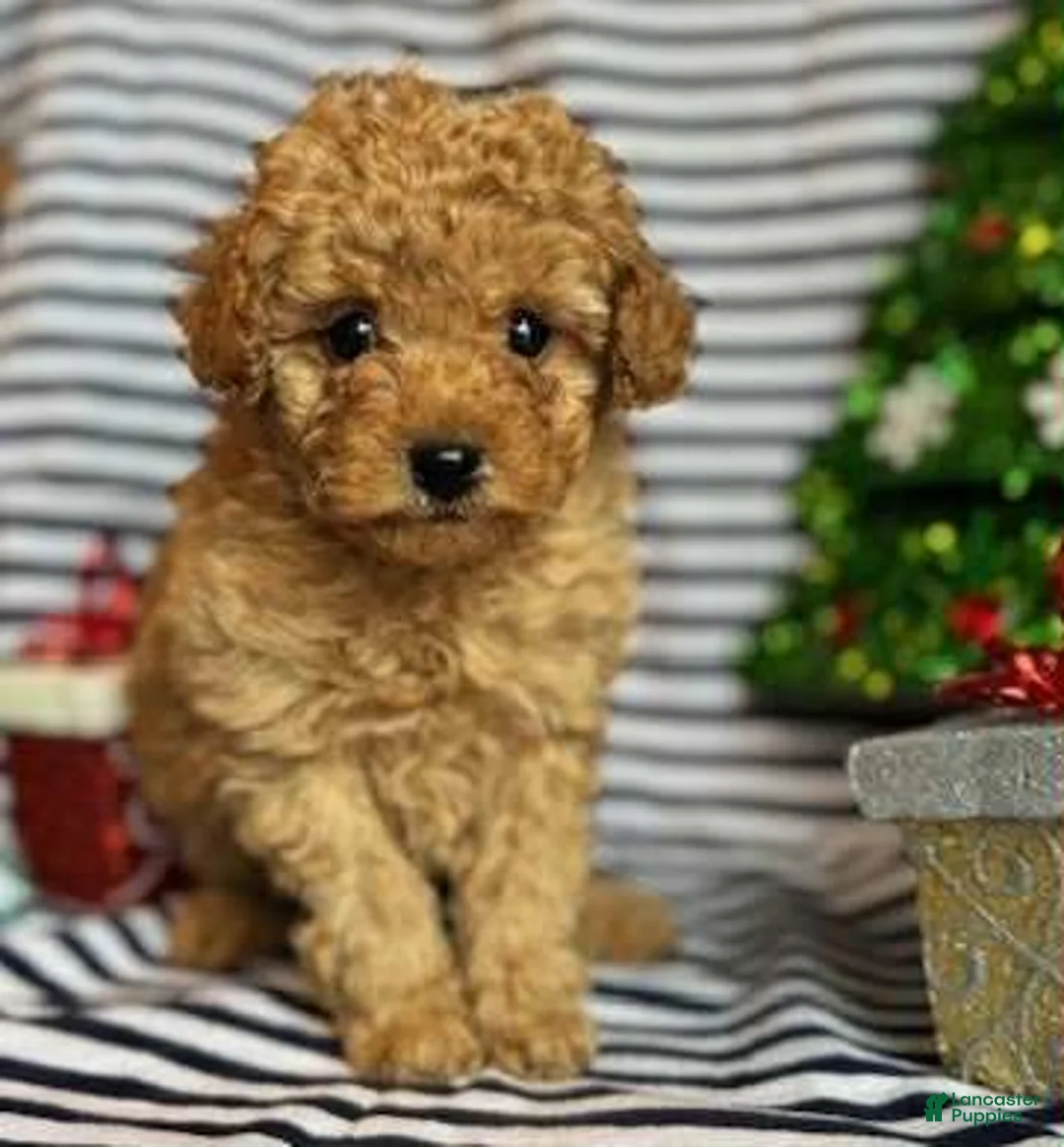 Toy Poodle dogs for sale: Cash - Ad 1