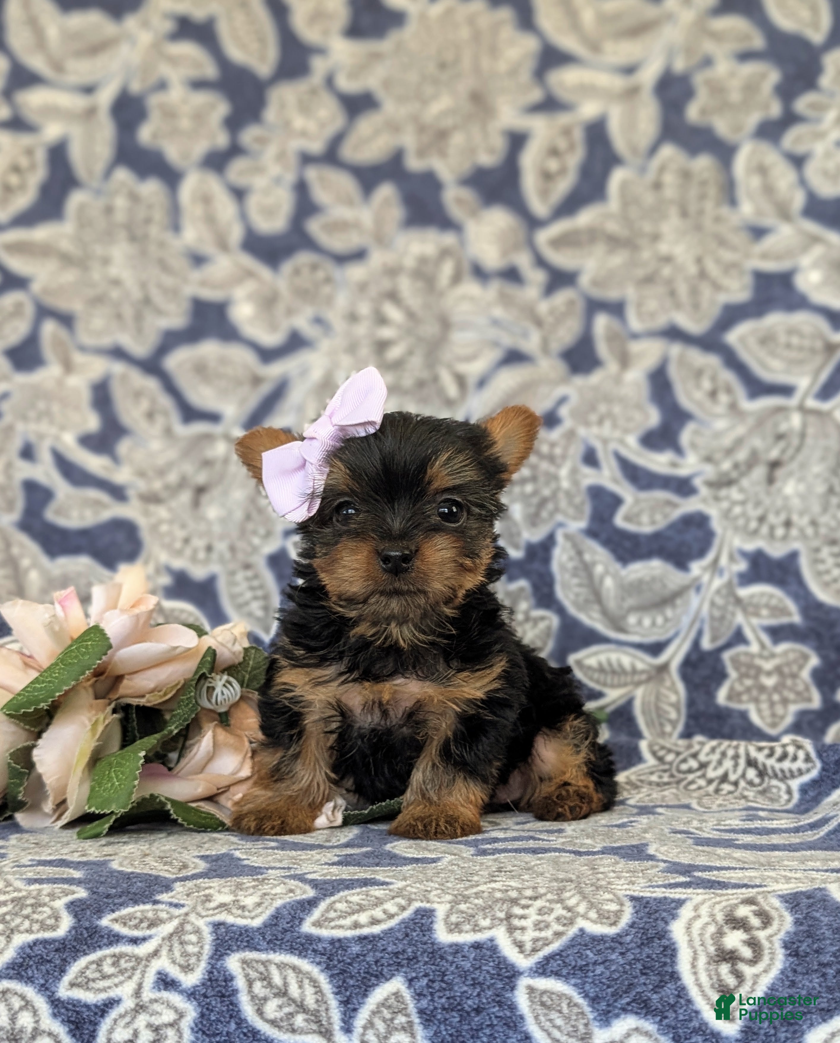 Yorkshire Terrier dogs Linette 7 lbs Full Grown - Ad 1