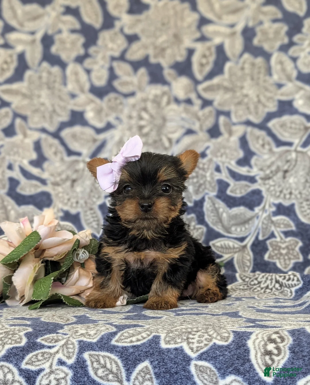 Yorkshire Terrier dogs for sale: Linette 7 lbs Full Grown - Ad 1