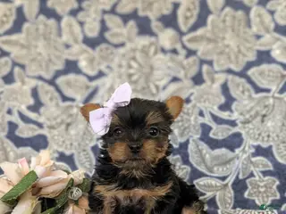 Yorkshire Terrier dogs for sale: Linette 7 lbs Full Grown - Ad 1